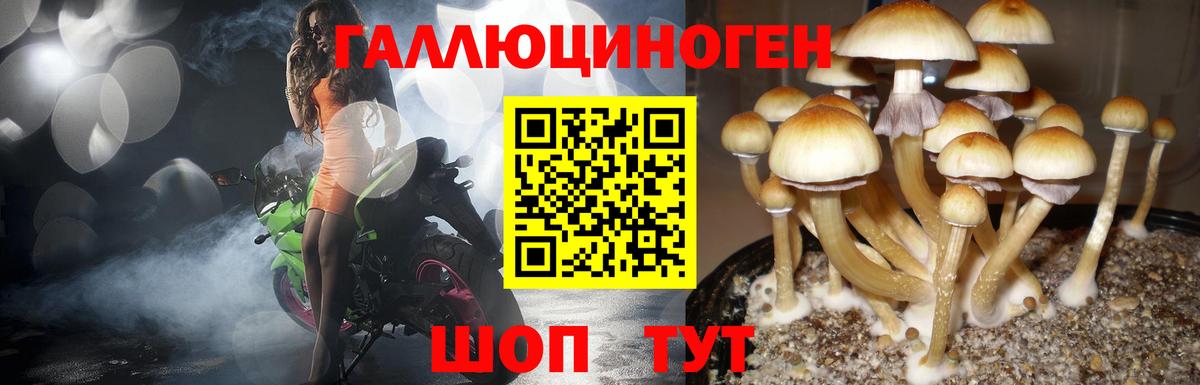 Псилоцибиновые грибы GOLDEN TEACHER Ливны